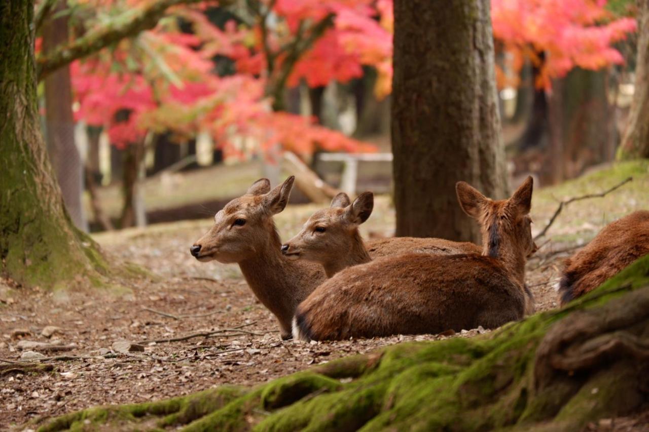Noborioji Hotel Nara Eksteriør bilde